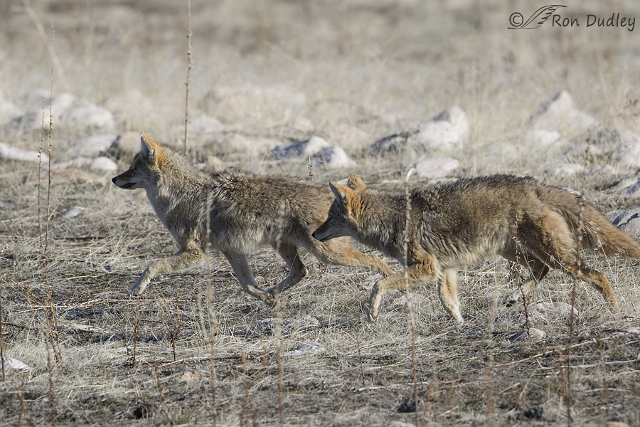 coyote 4439 ron dudley