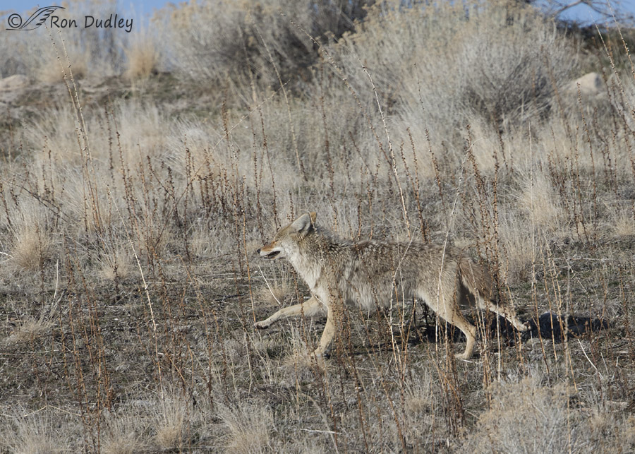 coyote 4460 ron dudley