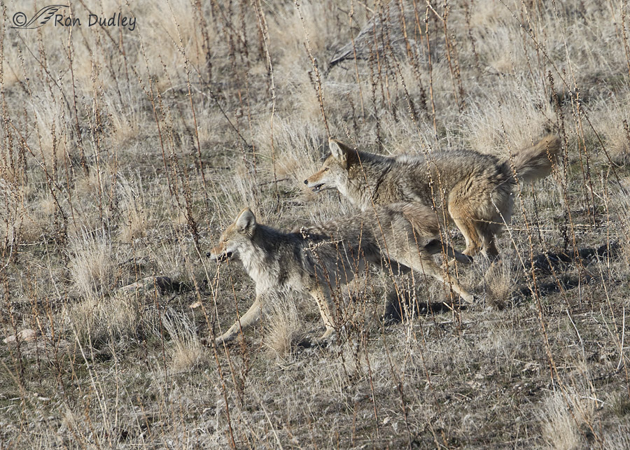 coyote 4477 ron dudley