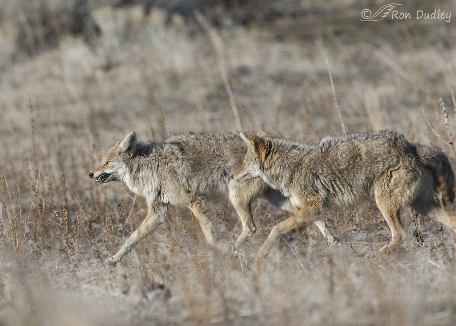 coyote 4500 ron dudley
