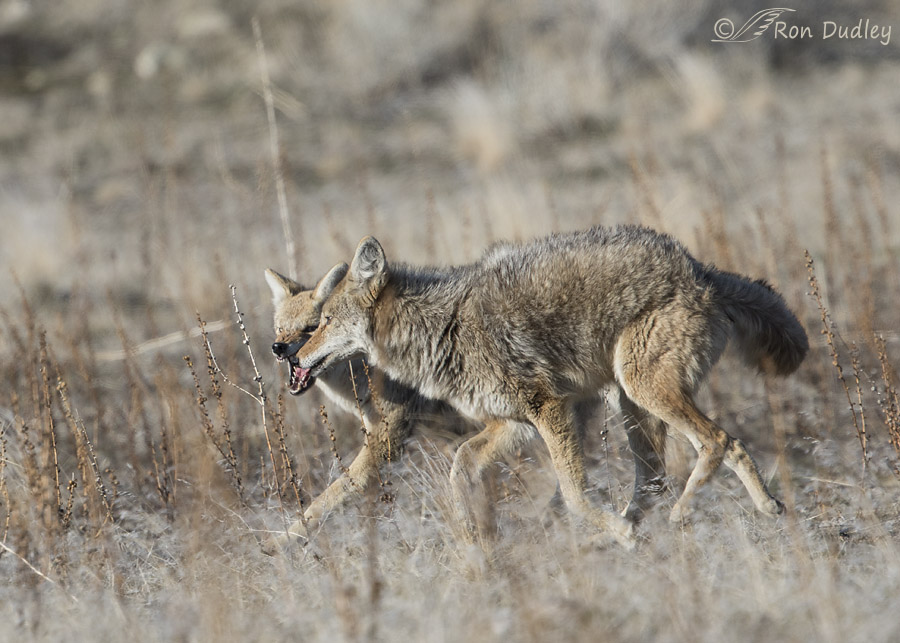 coyote 4501 ron dudley
