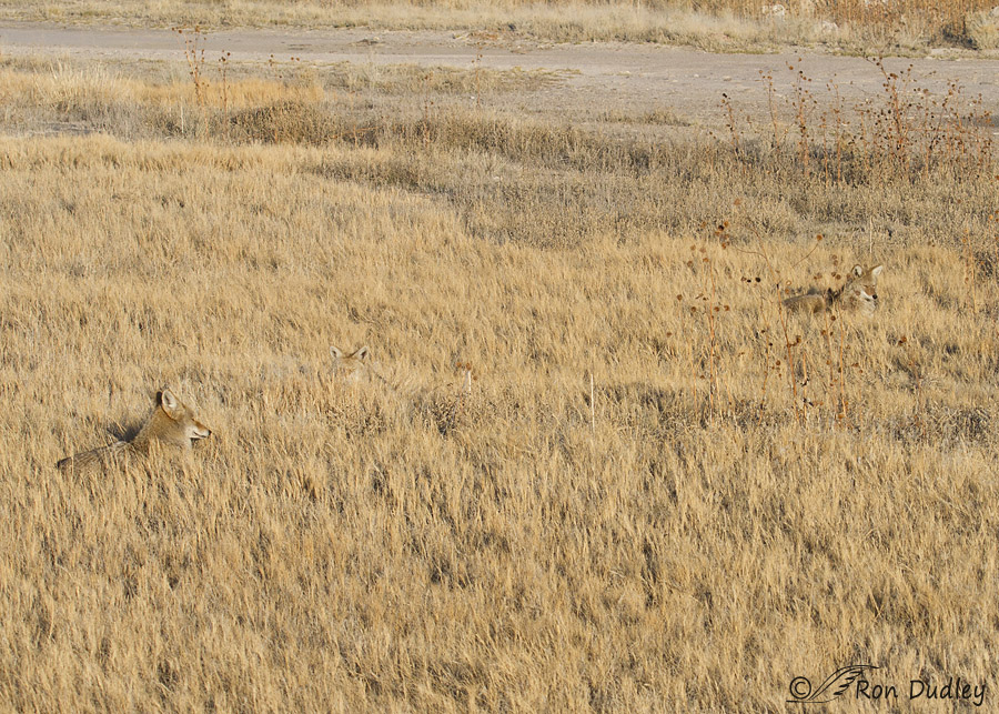 coyote 5676 ron dudley