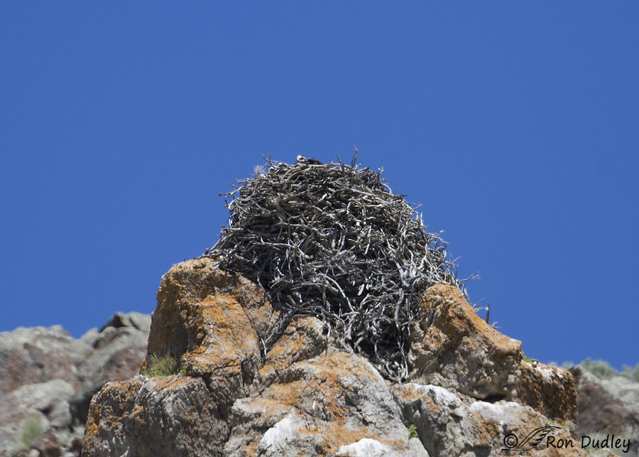 ferruginous hawk 1450 ron dudley