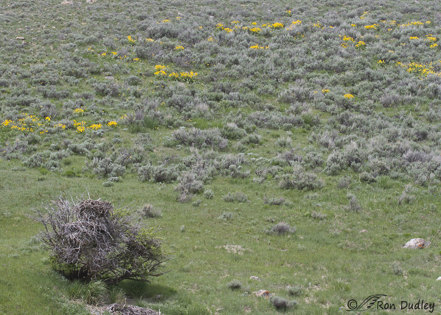 ferruginous hawk nest 5497 ron dudley