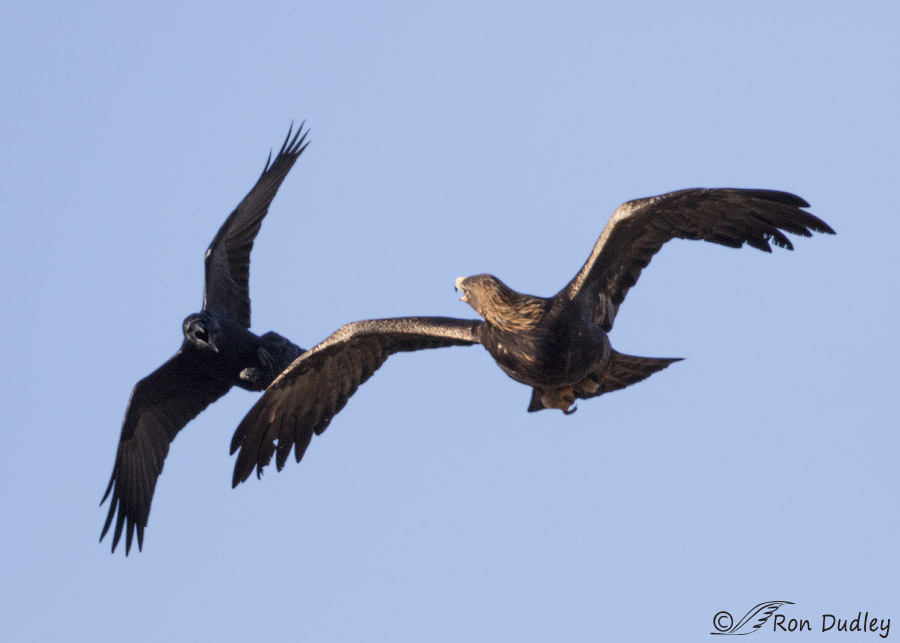 Raven Sneak Attack On A Golden Eagle In Flight – Feathered Photography