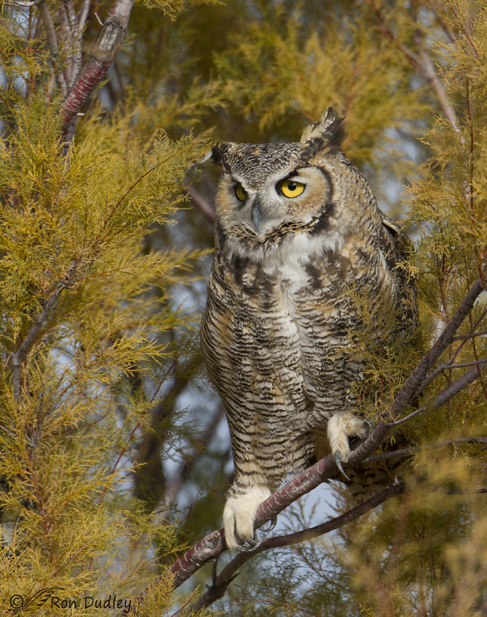 great horned owl 3843 ron dudley