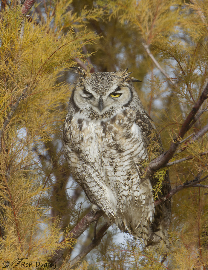 great horned owl 6248 ron dudley