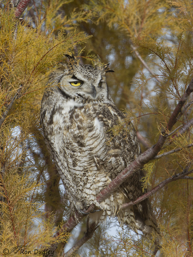 great horned owl 6321 ron dudley