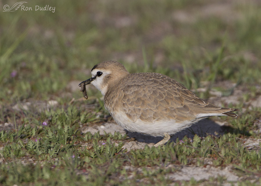 mountain plover 4196 ron dudley