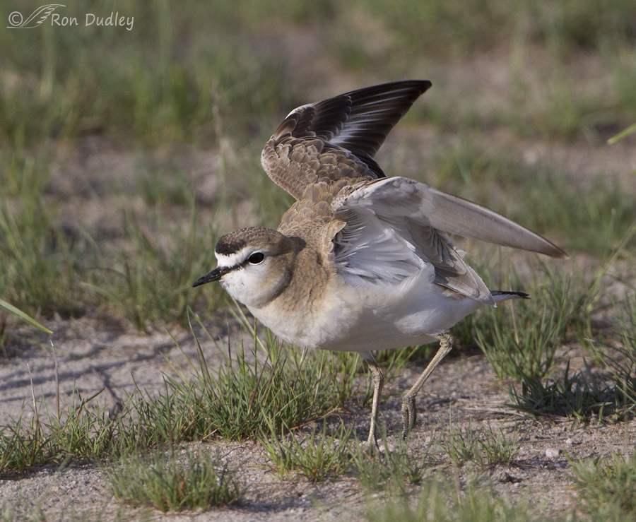 mountain plover 4368 ron dudley