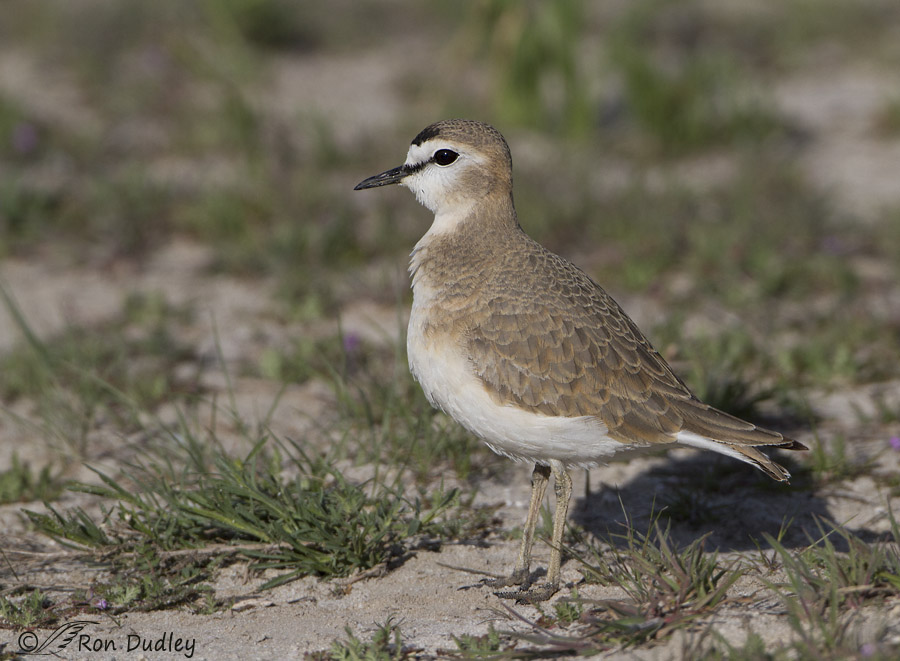 mountain plover 4562 ron dudley