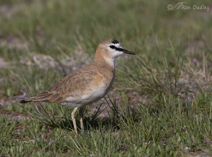 mountain plover 4692 ron dudley