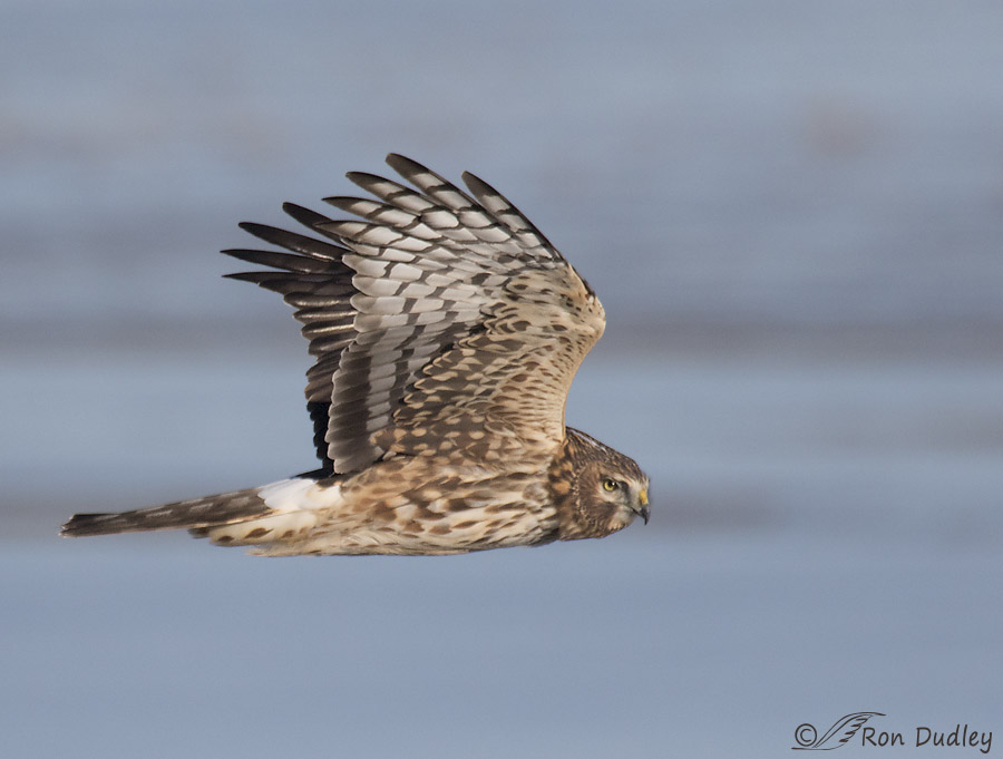 northern harrier 8046 ron dudley