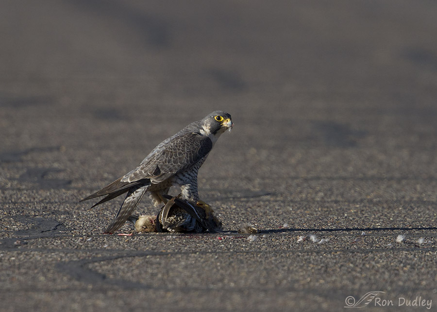 peregrine falcon 7522 ron dudley