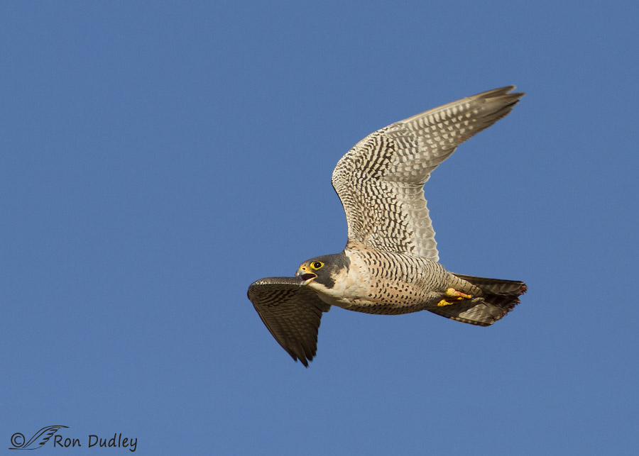 peregrine falcon 9191 ron dudley