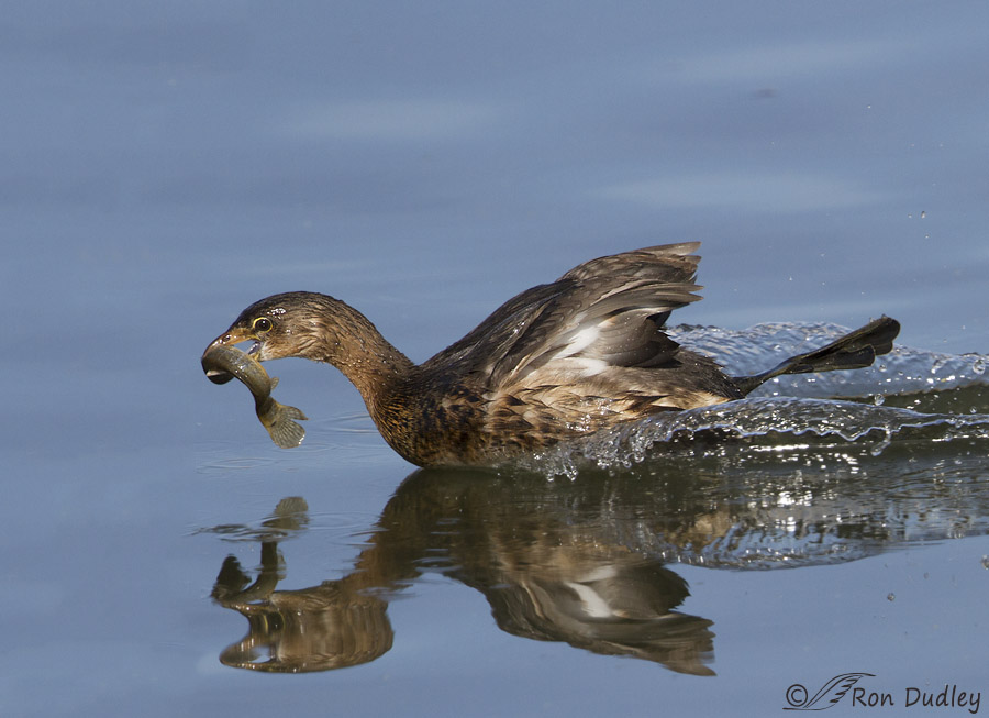 pied-billed grebe 9566 ron dudley