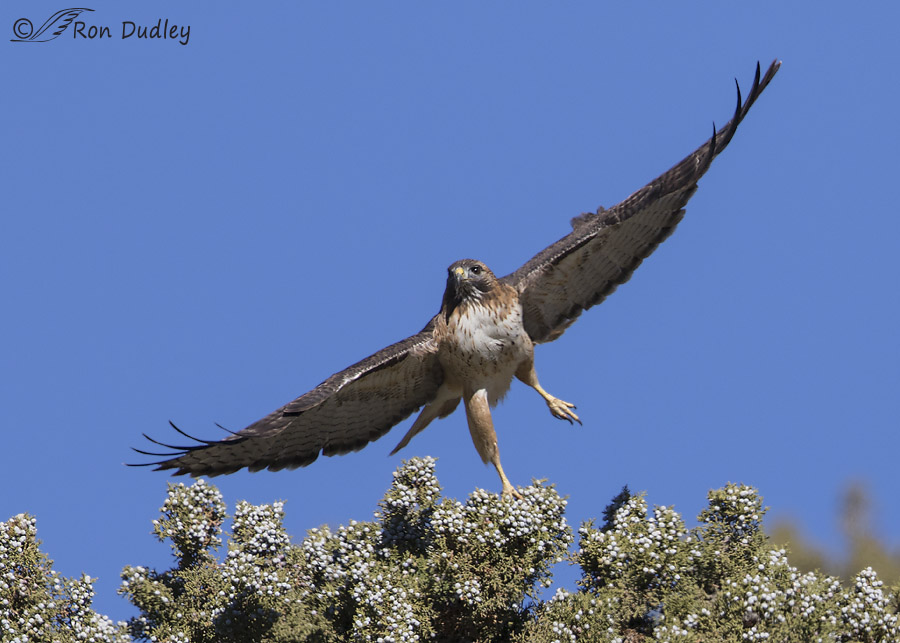 red-tailed hawk 2014 ron dudley