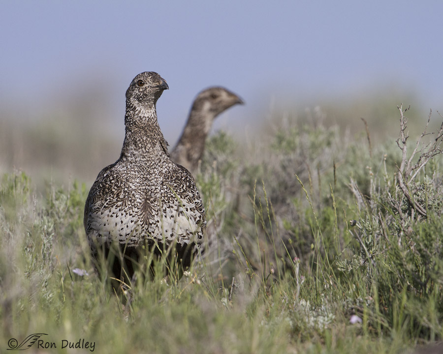 sage grouse 5735 ron dudley