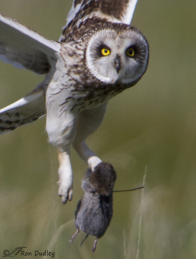 short-eared owl 8090 big crop ron dudley
