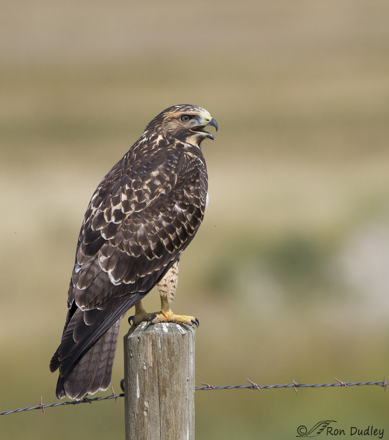 swainson's hawk 3952 ron dudley