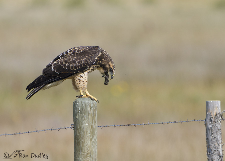 swainson's hawk 4083 ron dudley