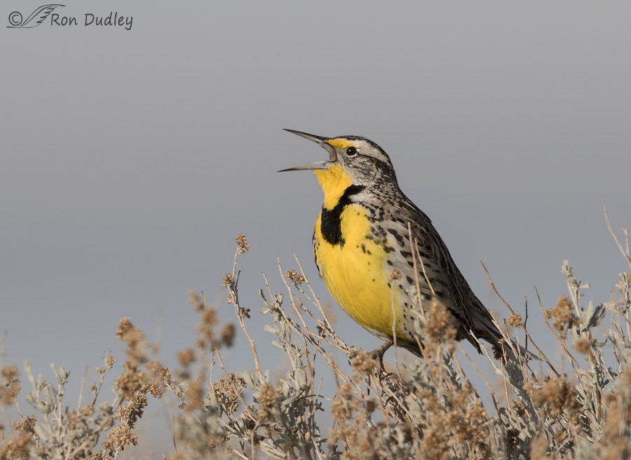 western meadowlark 3042 ron dudley