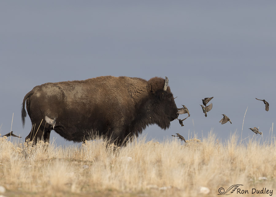 bison 3514 ron dudley