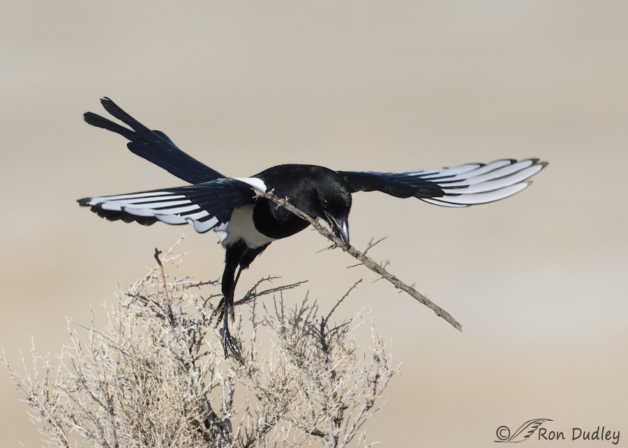 black-billed magpie 3638 ron dudley
