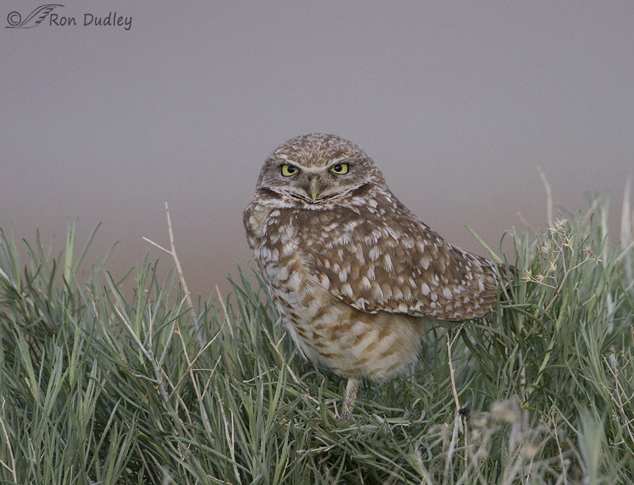 burrowing owl 1720b  ron dudley