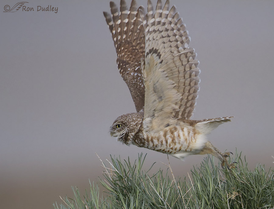 burrowing owl 1732b ron dudley