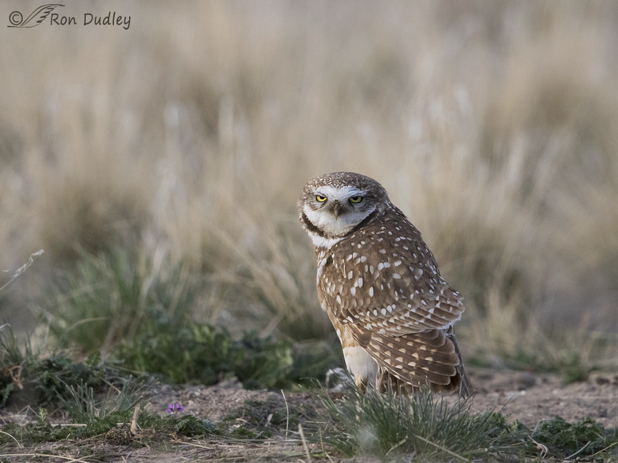 burrowing owl 9171 ron dudley