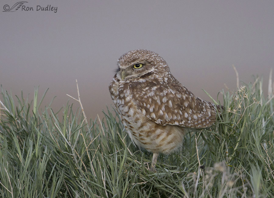 burrowinig owl 1718b ron dudley