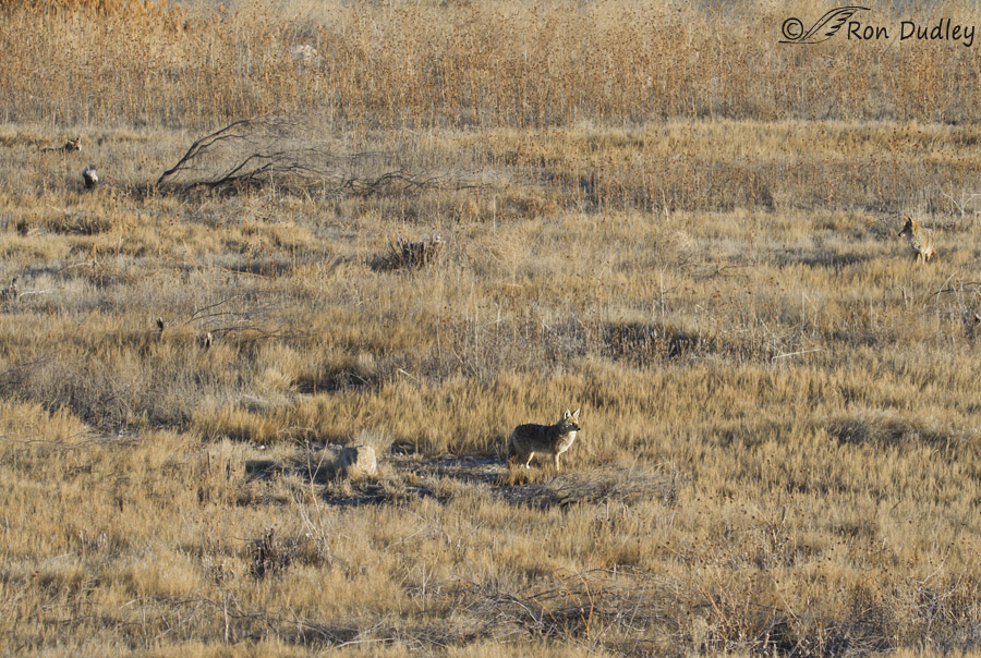 coyote 6121 ron dudley