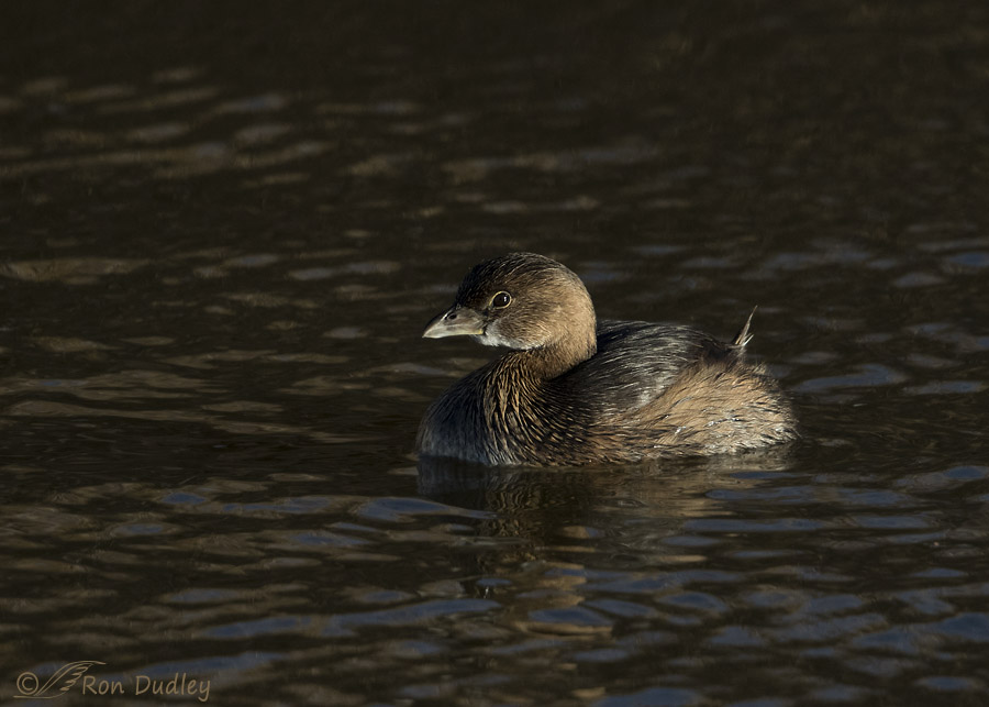 pied-billed grebe 5709 ron dudley
