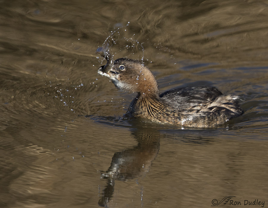 pied-billed grebe 6097 ron dudley