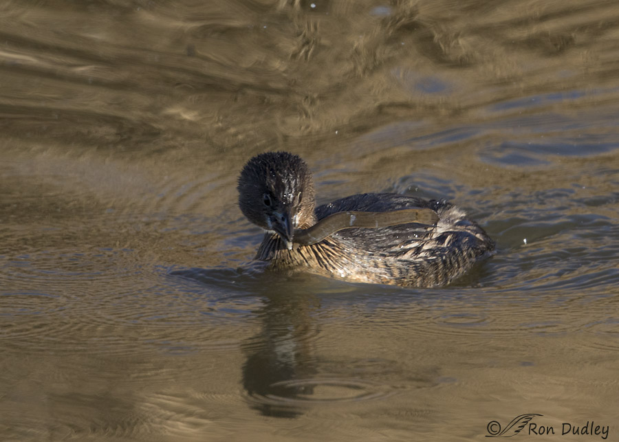 pied-billed grebe 6100 ron dudley