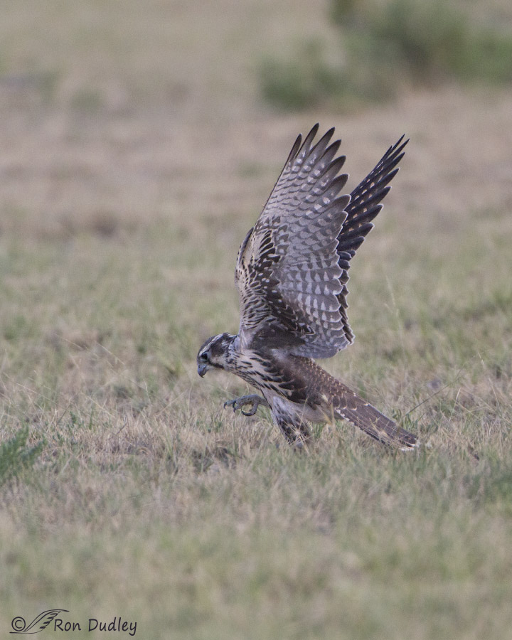 prairie falcon 5201 ron dudley