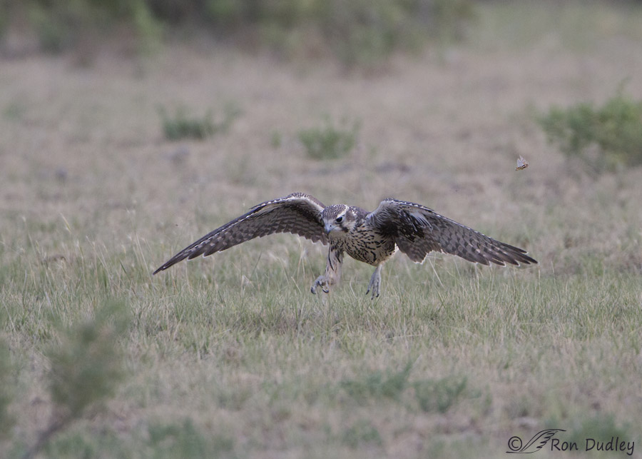 prairie falcon 5243 ron dudley