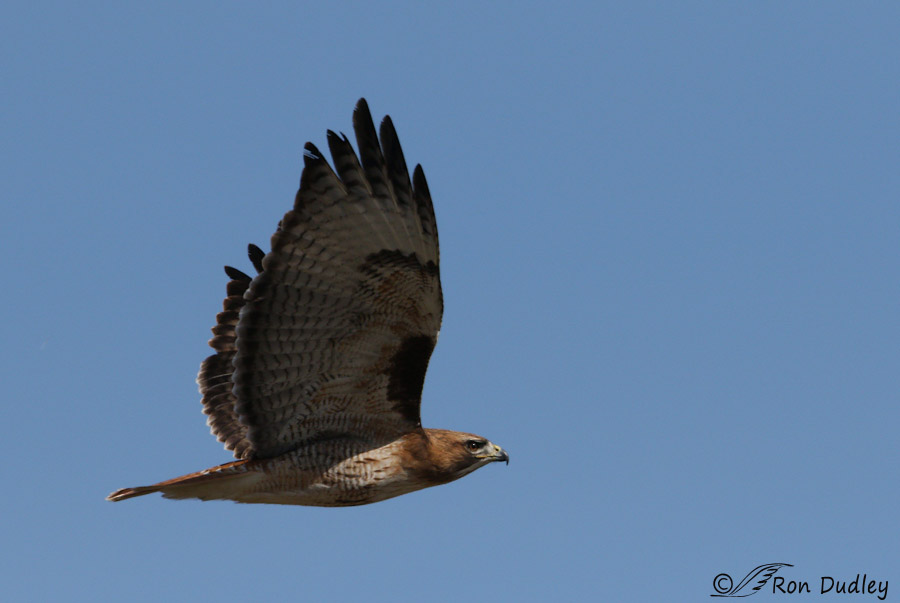 red-tailed hawk 1602 ron dudley