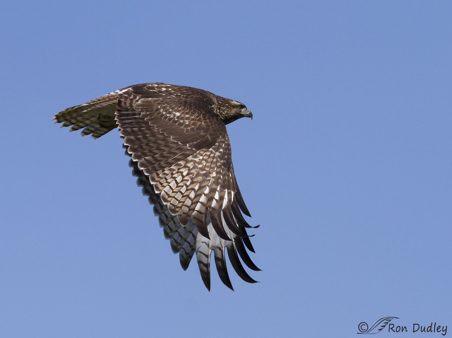 red-tailed hawk 7323 ron dudley
