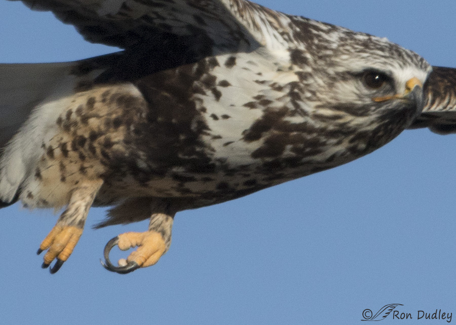 rough-legged hawk 1911 big crop ron dudley