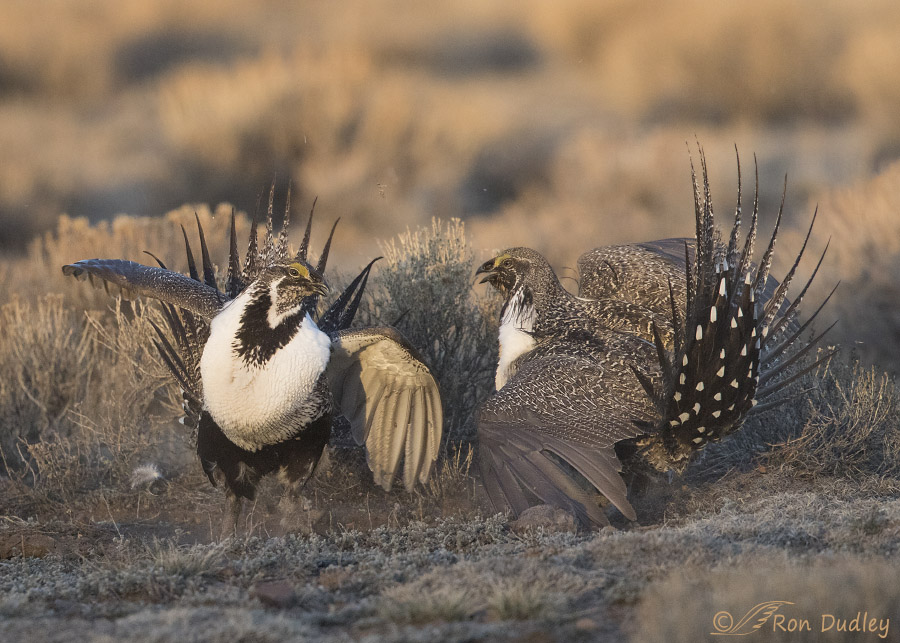 sage grouse 3798c ron dudley