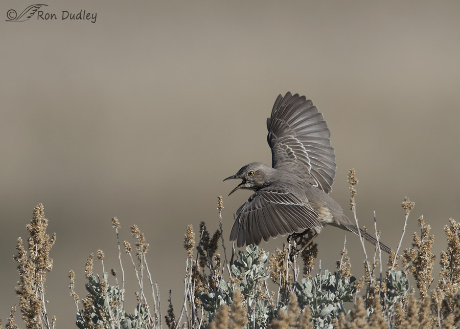 sage thrasher 0010 ron dudley
