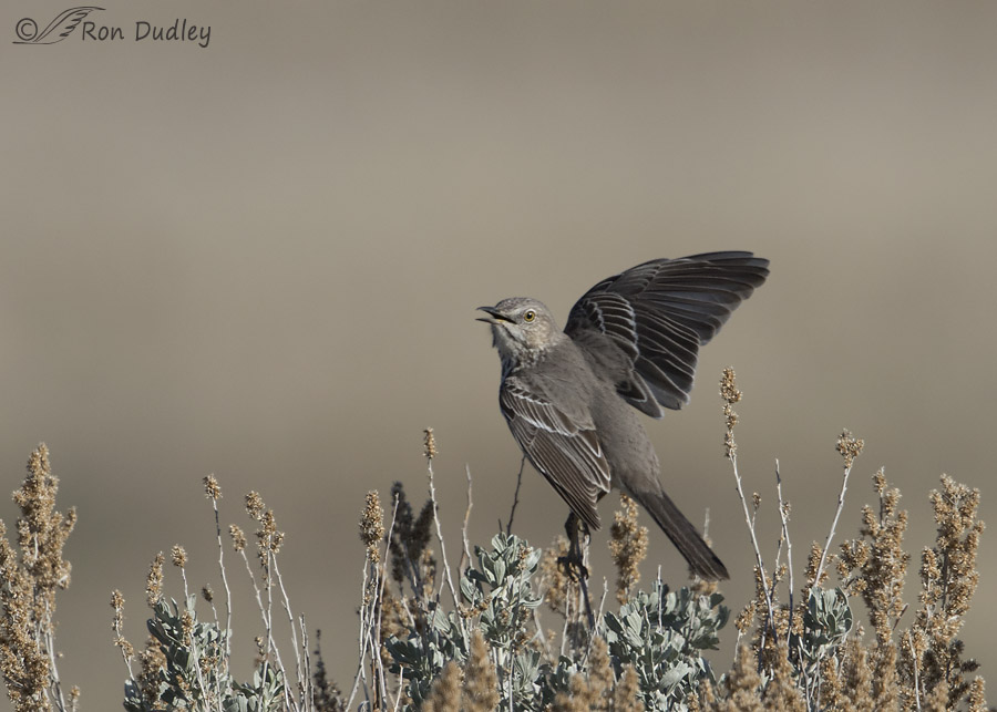 sage thrasher 0127 ron dudley