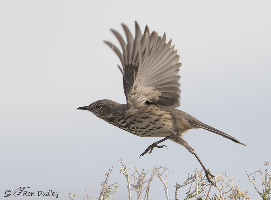 sage thrasher 1176 ron dudley