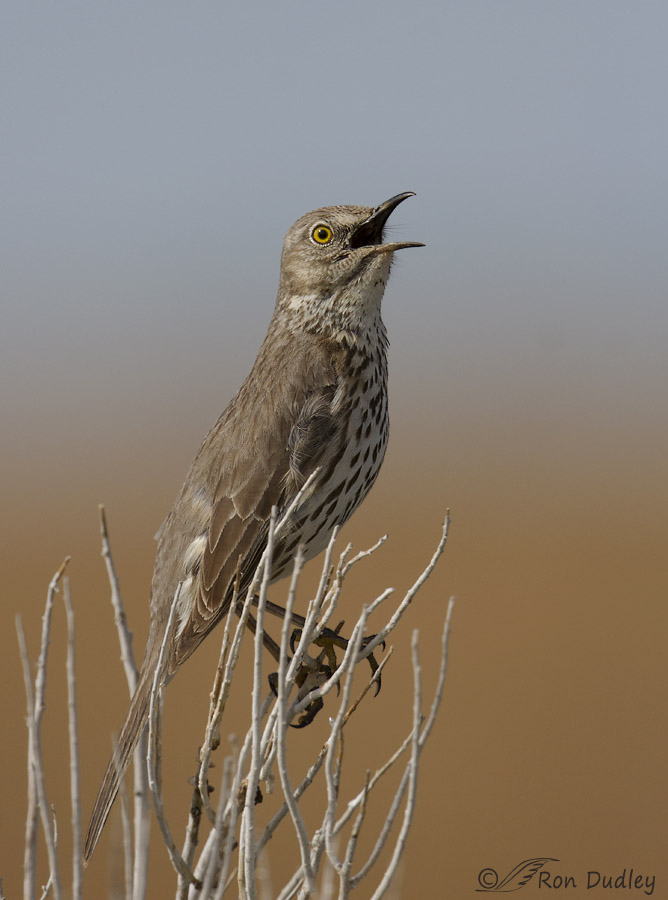 sage thrasher 2510 ron dudley