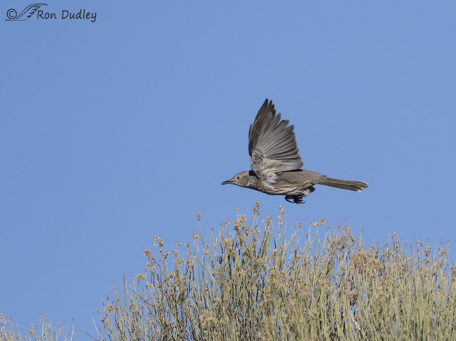 sage thrasher 2920 ron dudley