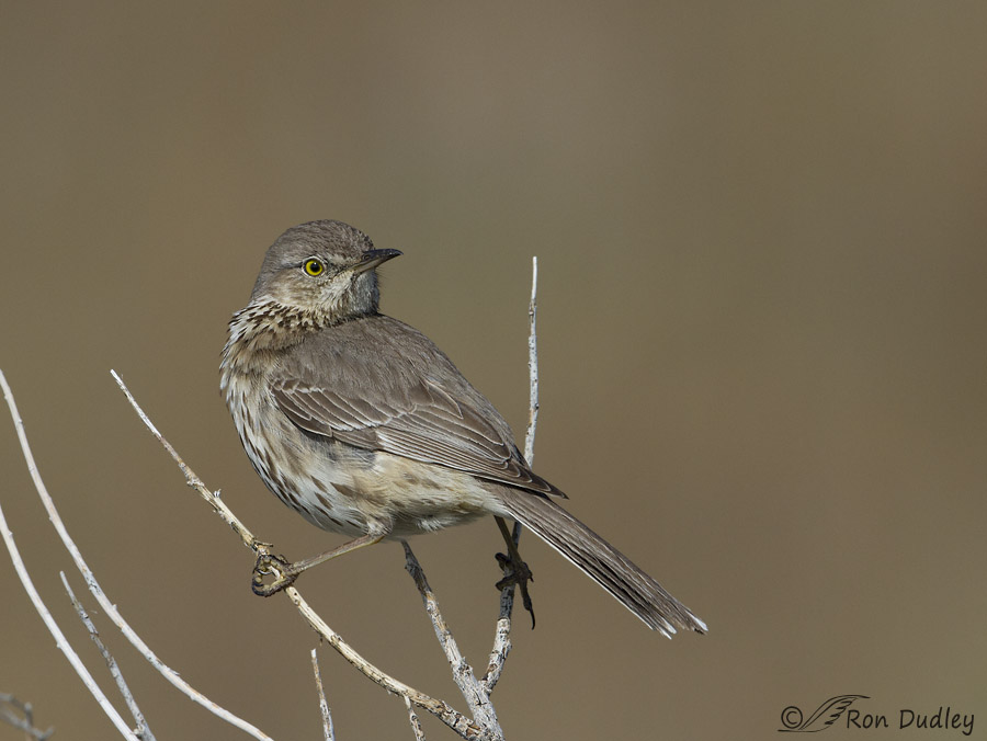 sage thrasher 8721 ron dudley