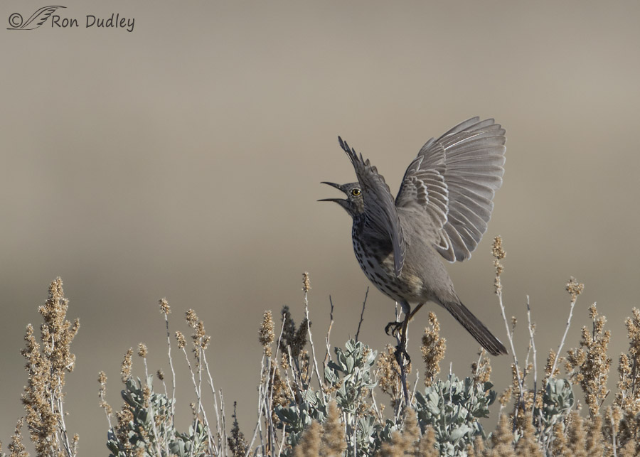sage thrasher 9930 ron dudley