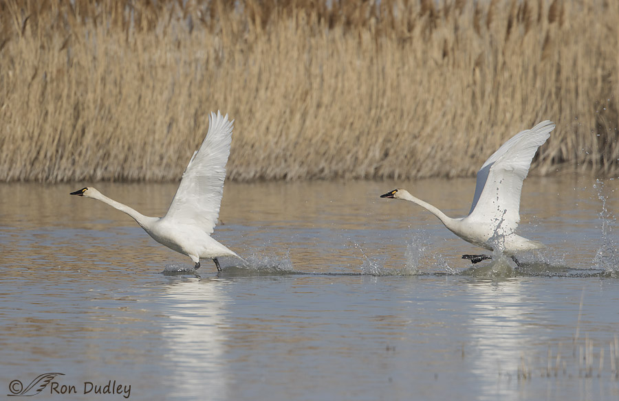 tundra swan 7071 ron dudley